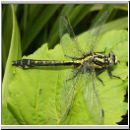 Gomphus vulgatissimus - Gemeine Keiljungfer 02.jpg